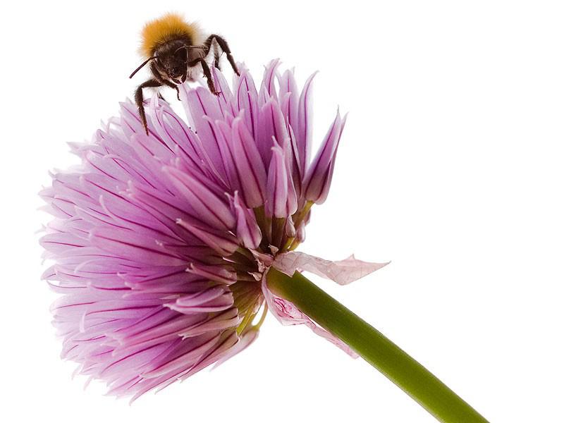 Free Bee Friendly Wild Flower Seeds for Neyland Gardeners!